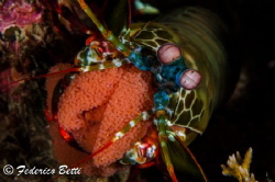 A beautiful peacock mantis shrimp protecting her eggs by Federico Betti 